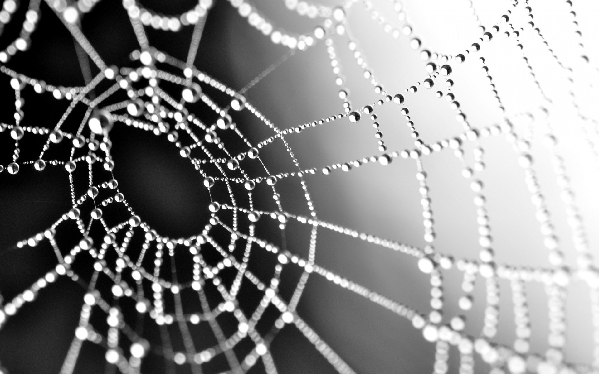 Download Photography Spider Web HD Wallpaper