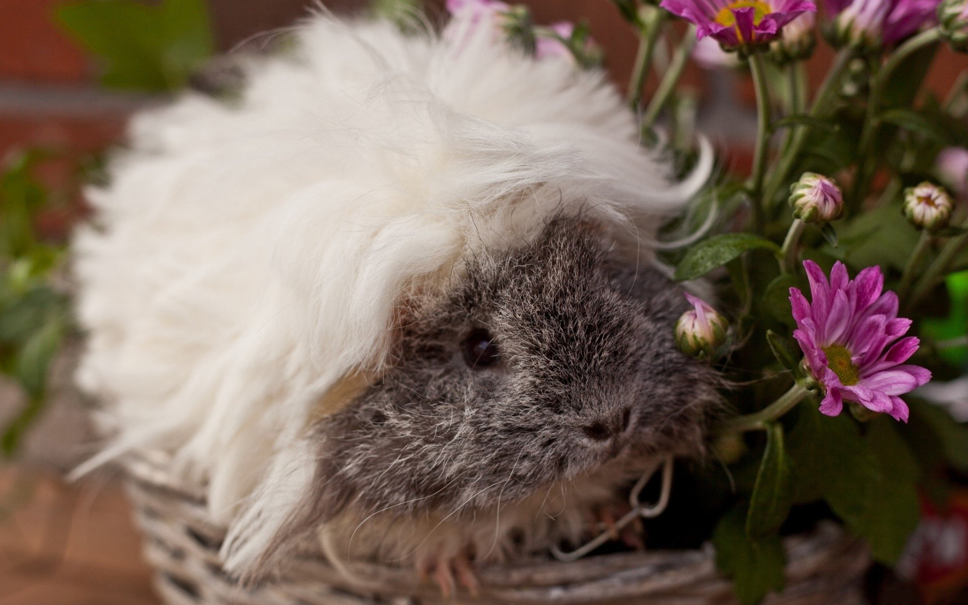 HD desktop wallpaper featuring a fluffy white and gray guinea pig next to vibrant pink flowers, highlighting the charm of this small animal in close-up detail.