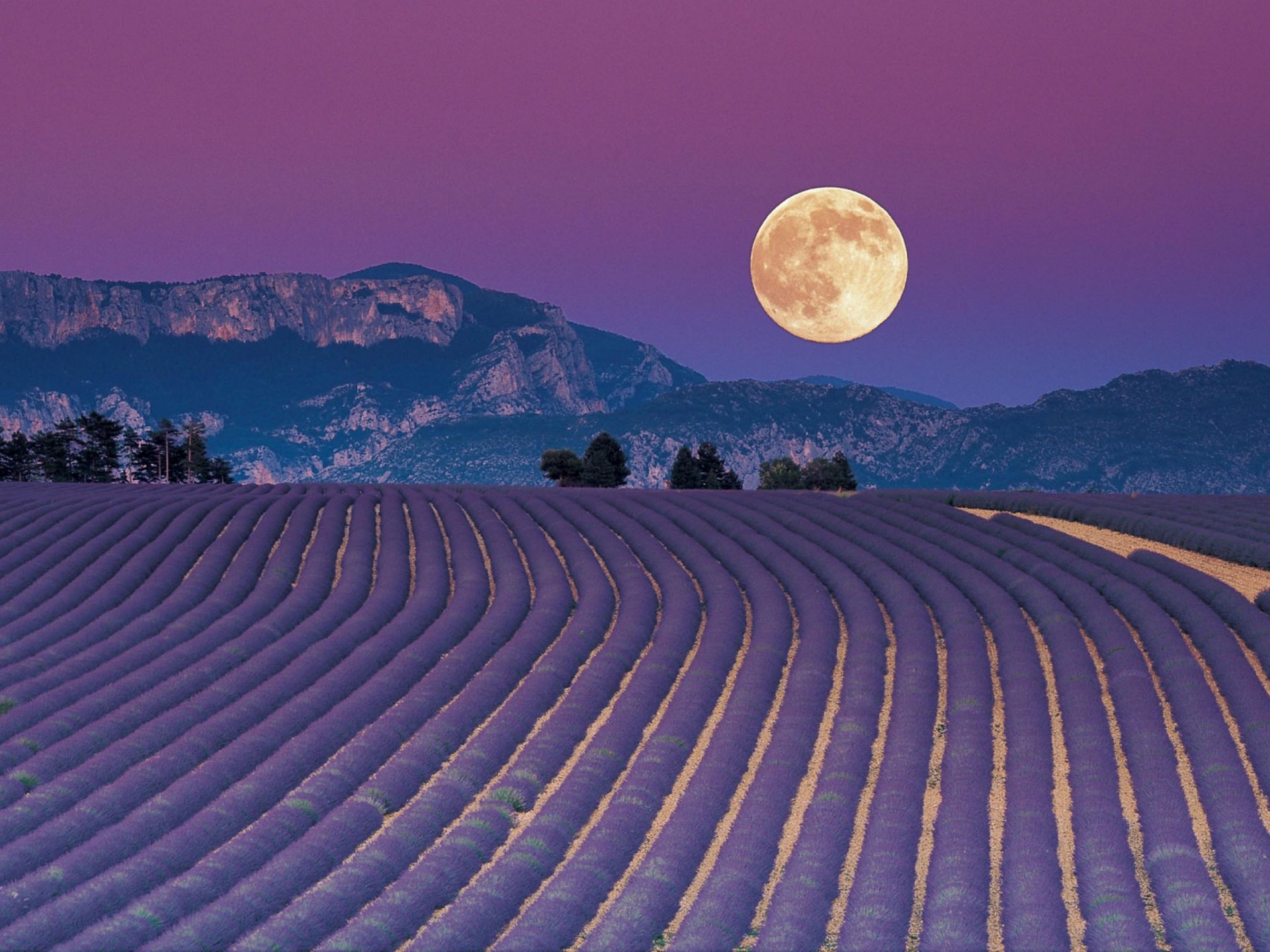 HD desktop wallpaper featuring a vibrant lavender field under a full moon with mountains in the background, capturing serene nature beauty at twilight.