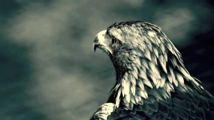 Animal eagle HD Desktop Wallpaper | Background Image