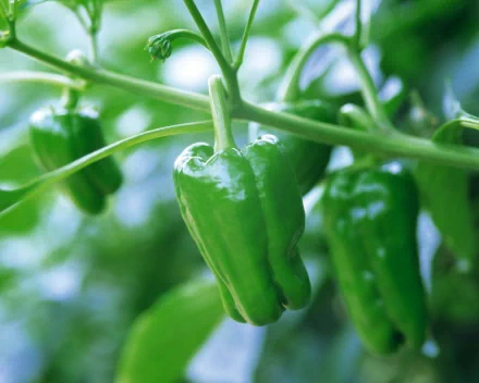 Close-up of green peppers growing on a plant, captured in vibrant detail as an HD PC desktop wallpaper and background.