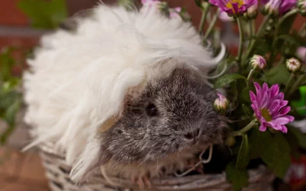 HD desktop wallpaper featuring a fluffy white and gray guinea pig next to vibrant pink flowers, highlighting the charm of this small animal in close-up detail.