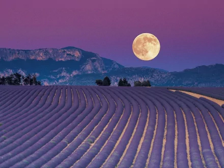 HD desktop wallpaper featuring a vibrant lavender field under a full moon with mountains in the background, capturing serene nature beauty at twilight.