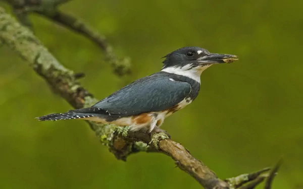 Animal Belted kingfisher HD Desktop Wallpaper | Background Image