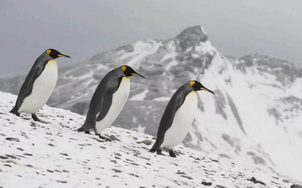 Animal emperor penguin HD Desktop Wallpaper | Background Image