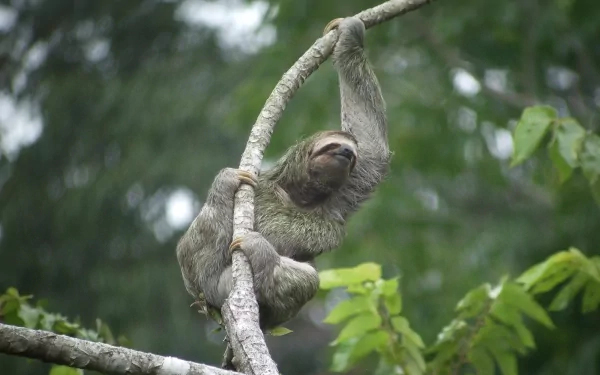 Animal three toed sloth HD Desktop Wallpaper | Background Image