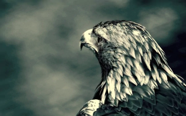 Animal eagle HD Desktop Wallpaper | Background Image