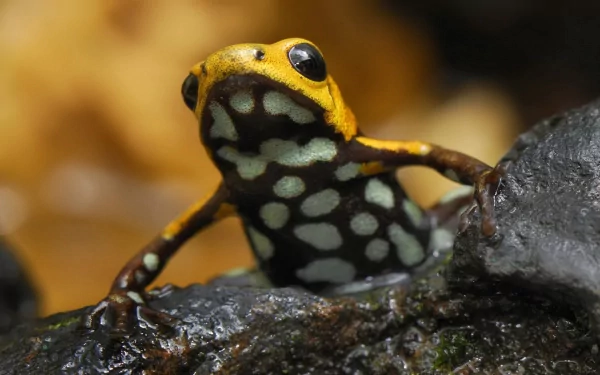 Close-up HD desktop wallpaper of a vibrant poison dart frog with yellow and black markings perched on a dark, wet surface.