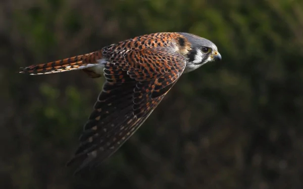 HD PC desktop wallpaper featuring a falcon in mid-flight against a blurred dark green background.