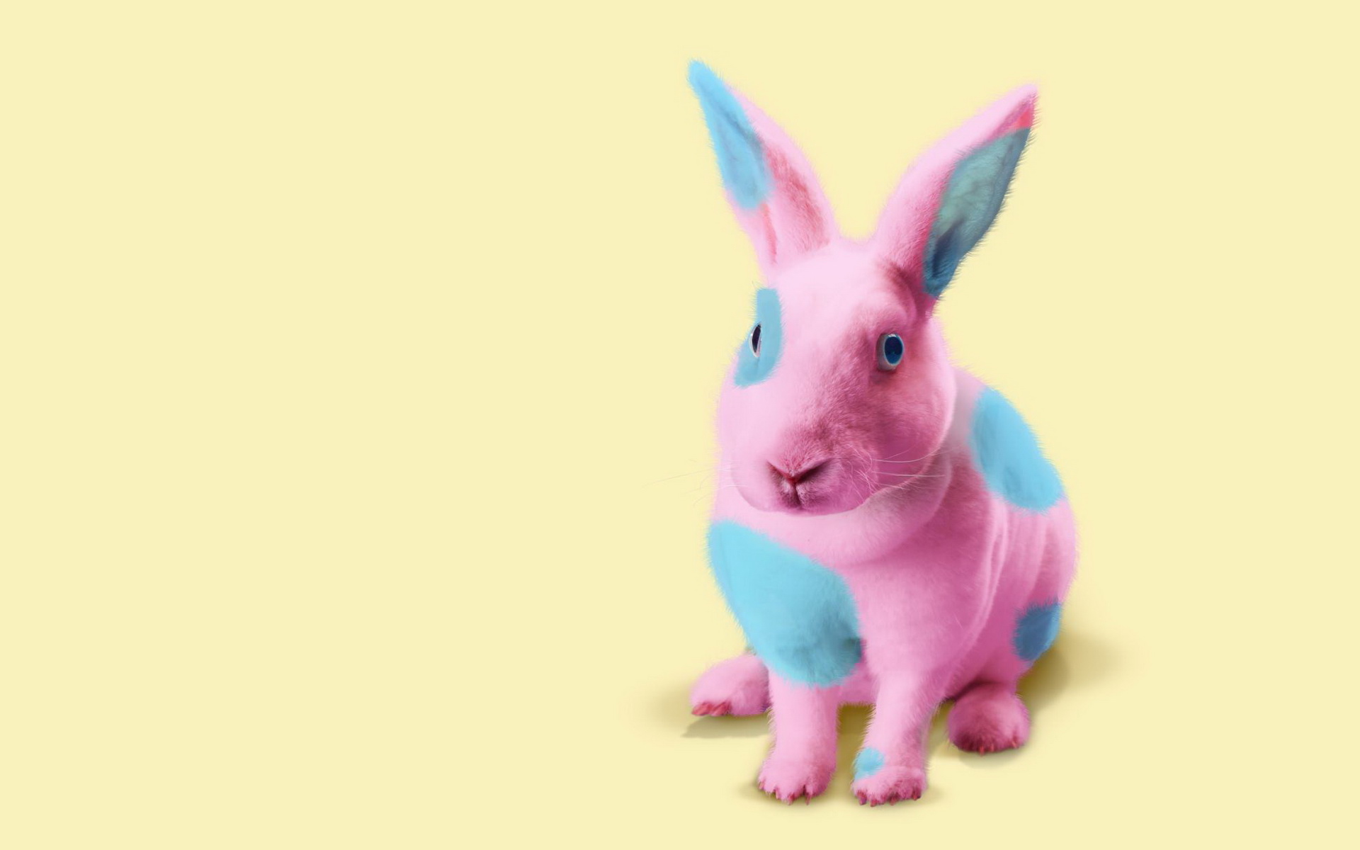 Кролик на однотонном фоне