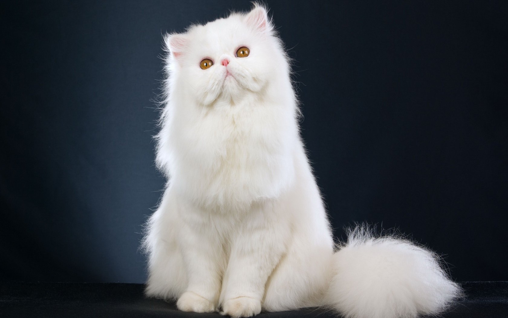 Animal Persian cat Wallpaper