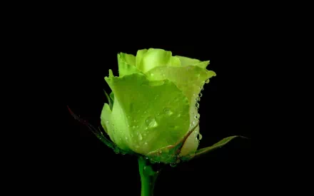 water drop green rose flower nature rose HD Desktop Wallpaper | Background Image