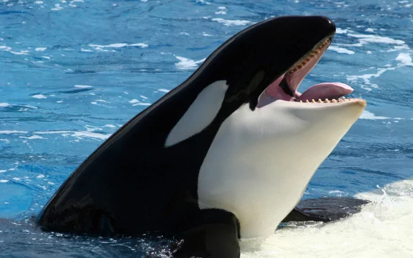 HD desktop wallpaper featuring a vibrant orca breaching the water, showcasing its distinctive black and white markings against a shimmering blue background.