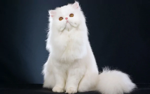 Animal persian cat HD Desktop Wallpaper | Background Image