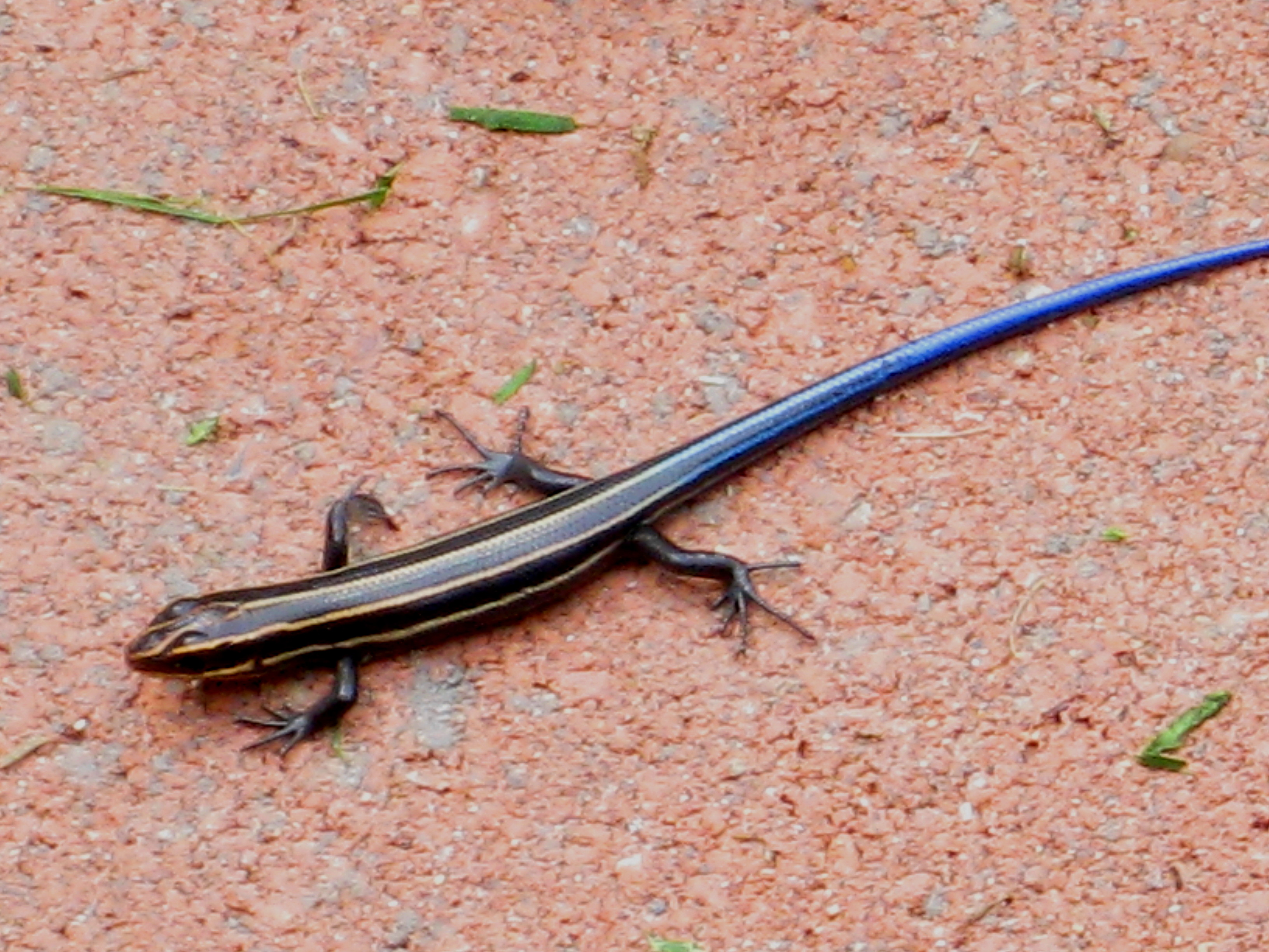 animal-skink-hd-wallpaper