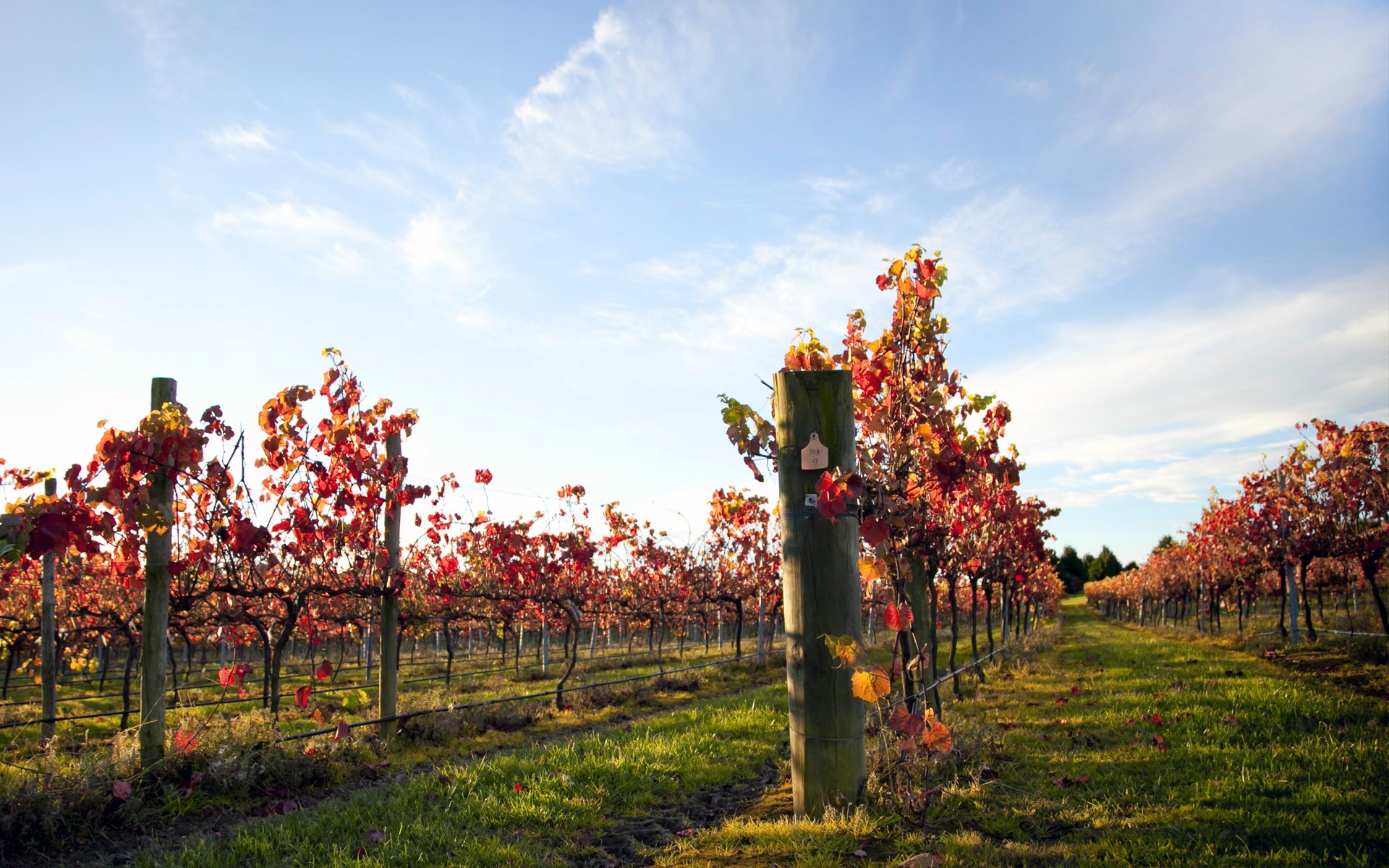 Download Man Made Vineyard HD Wallpaper