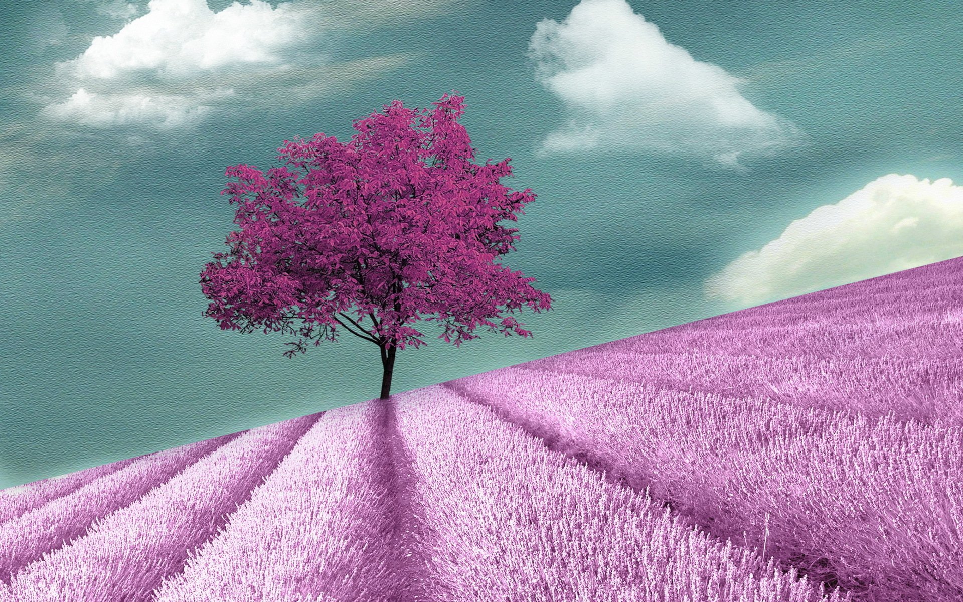 Nature scenic HD PC desktop wallpaper: lone pink tree amid lavender-hued field rows beneath a teal sky with soft white clouds.