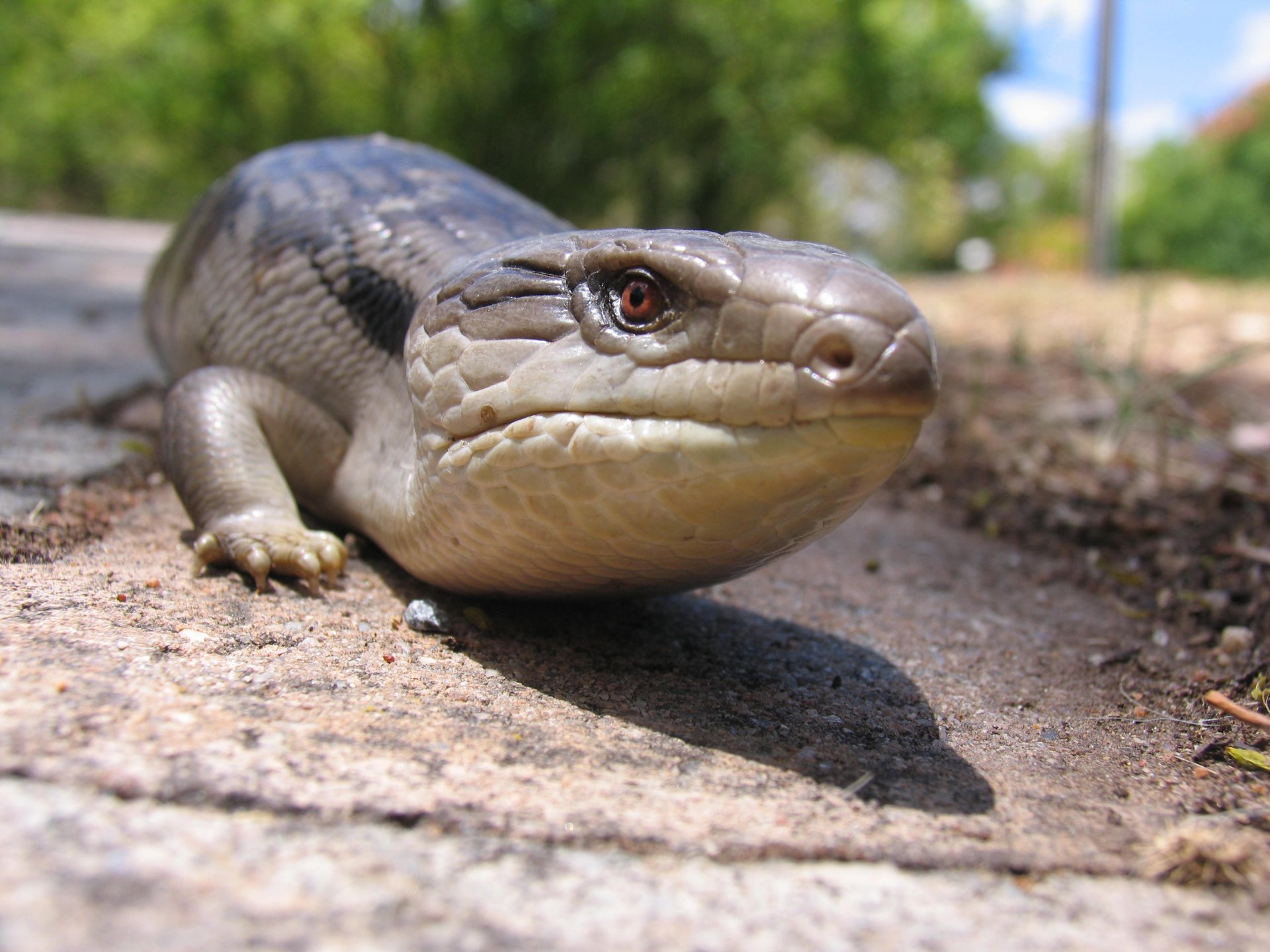 Download Animal Blue-Tongue Skink HD Wallpaper