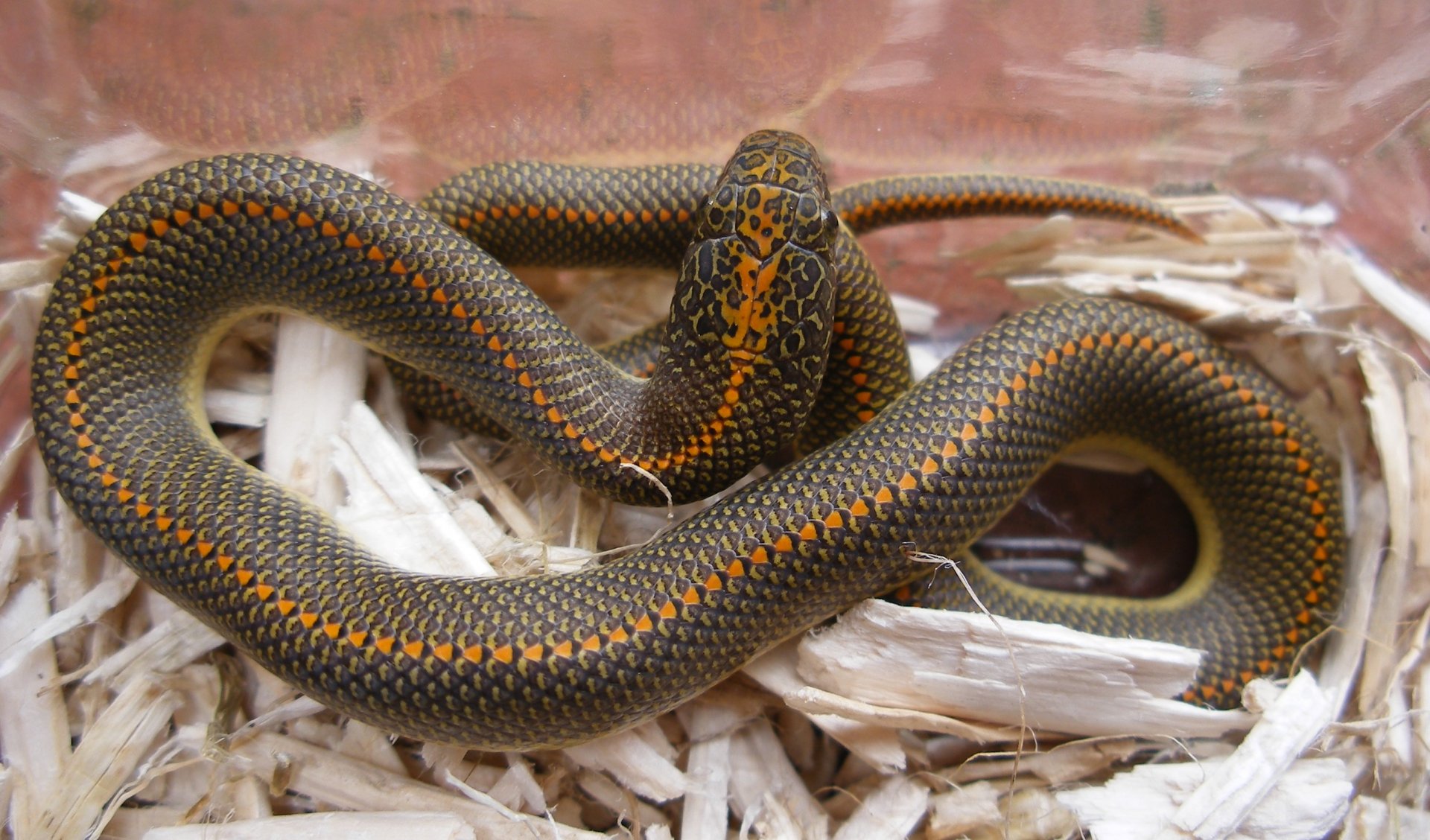 Aurora House Snake Computer Wallpapers, Desktop Backgrounds | 2705x1589 ...