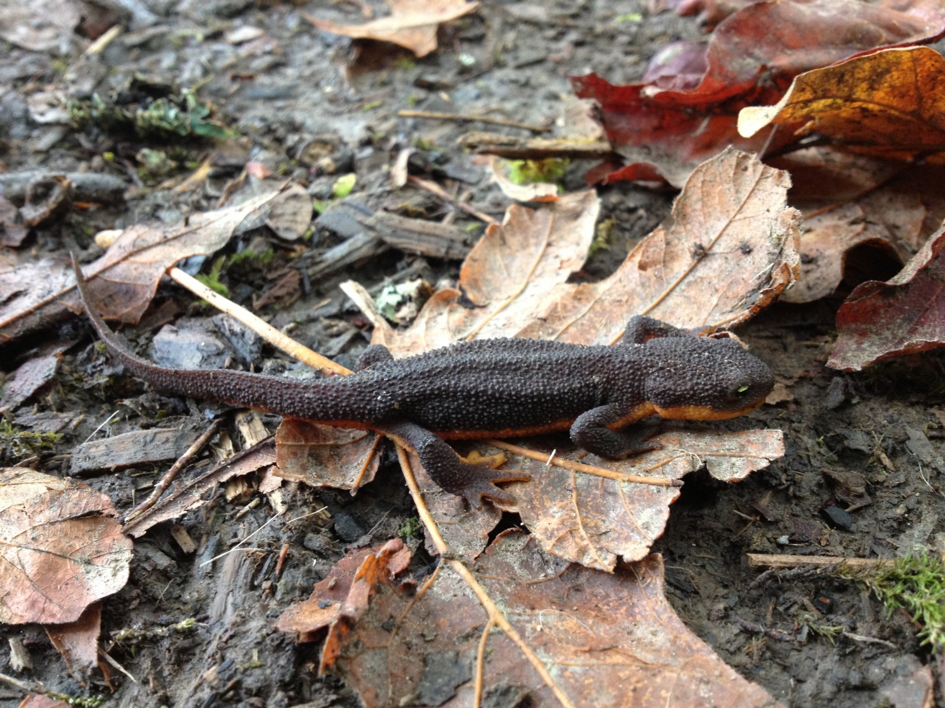 Download Animal Rough-skinned Newt HD Wallpaper