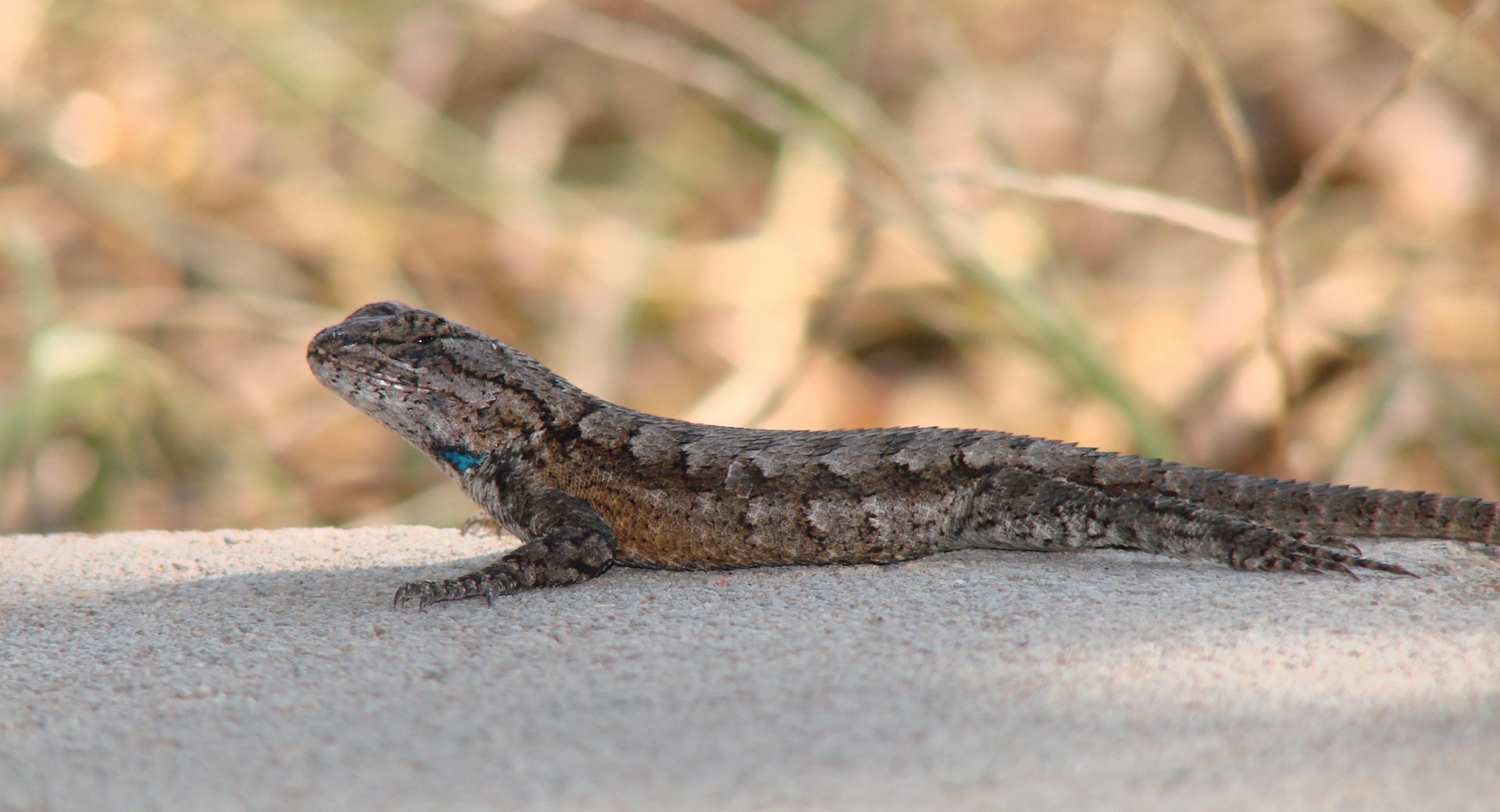 Download Animal Western Fence Lizard HD Wallpaper