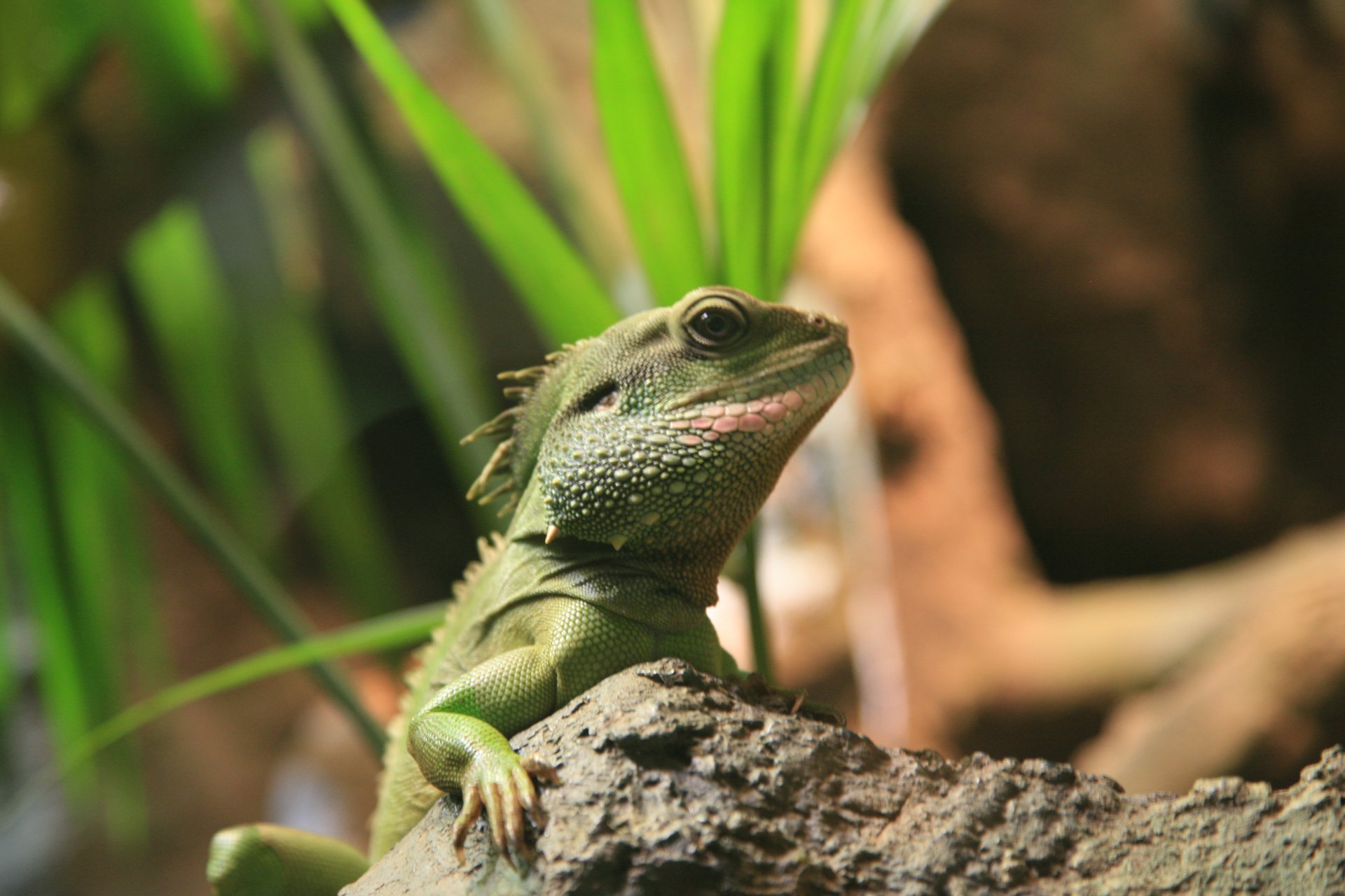 Download Animal Iguana 4k Ultra HD Wallpaper