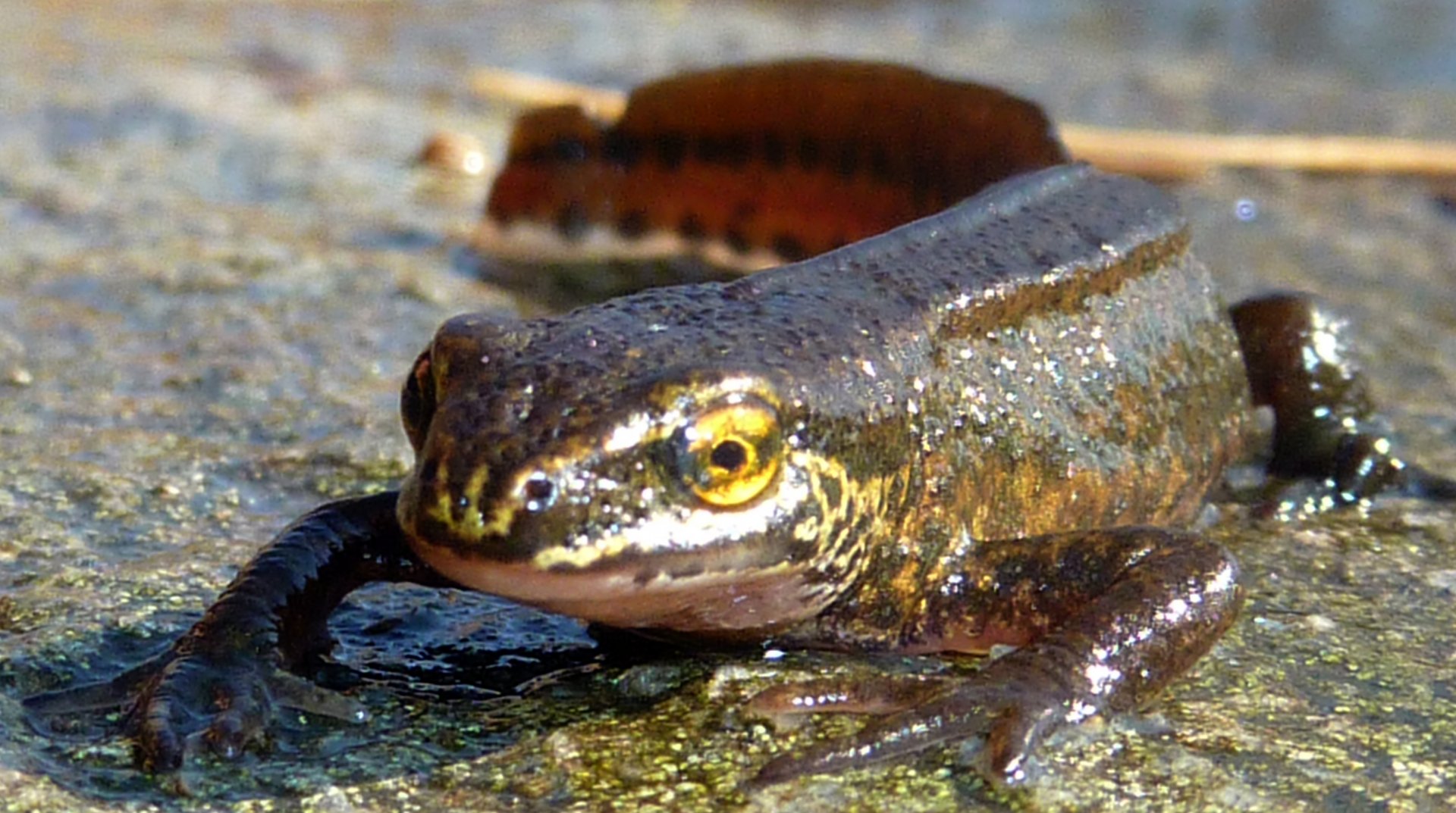 Download Animal Newt HD Wallpaper