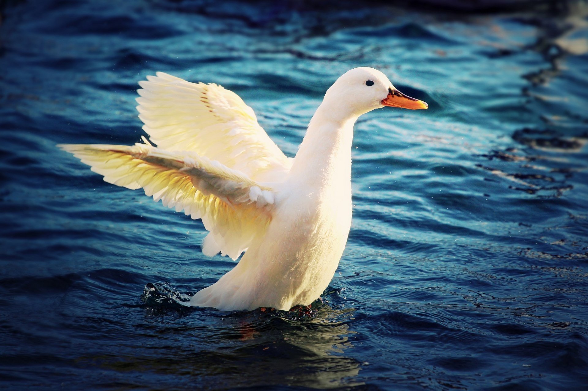 desktop goose download