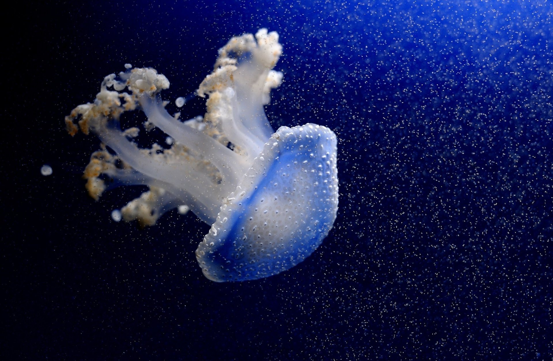 HD PC desktop wallpaper of a translucent blue jellyfish (animal) drifting amid sparkling particles against a deep, inky blue background.