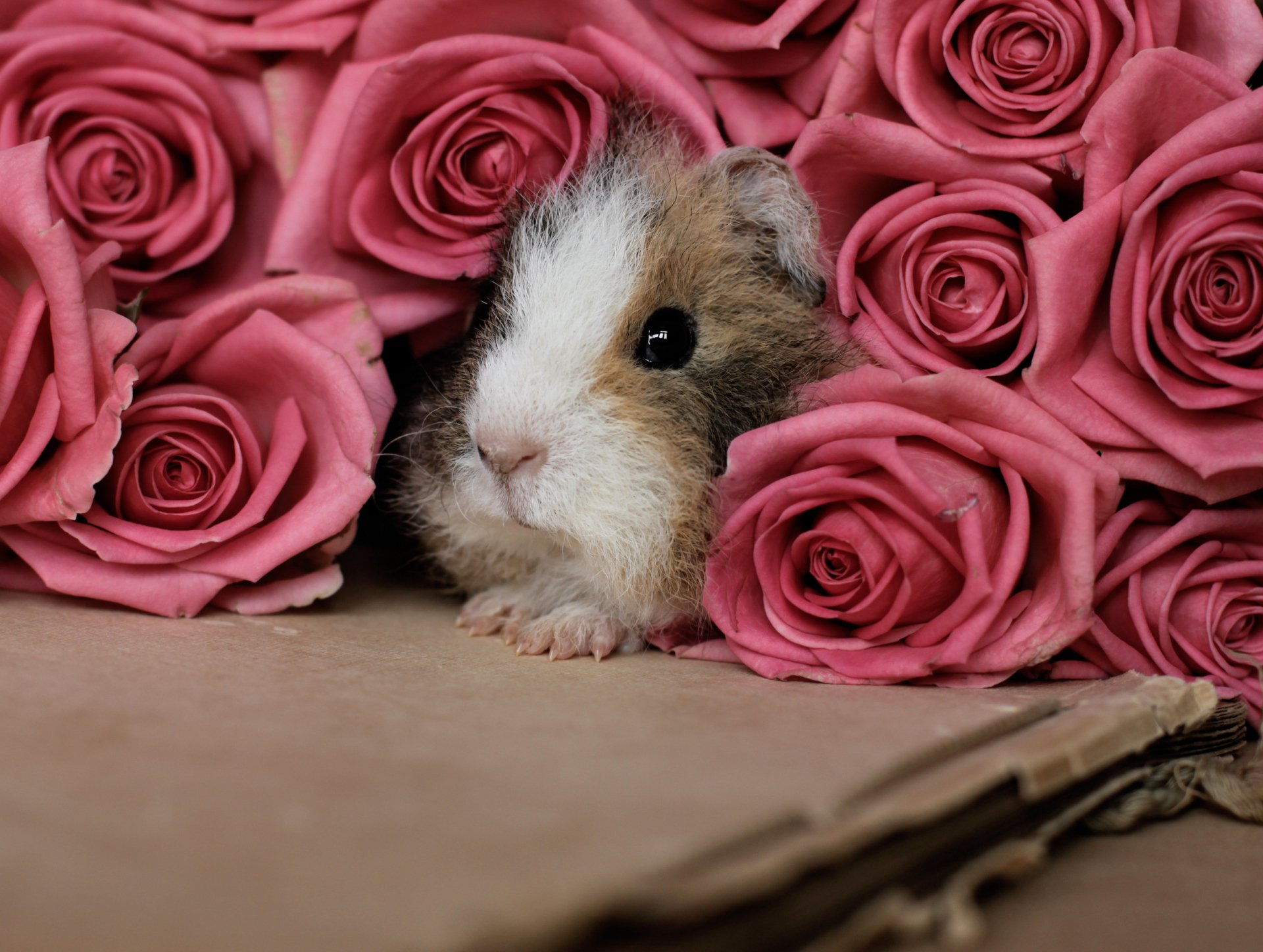 A guinea pig nestled among vibrant pink roses, creating a charming HD desktop wallpaper blending flower beauty and animal cuteness.