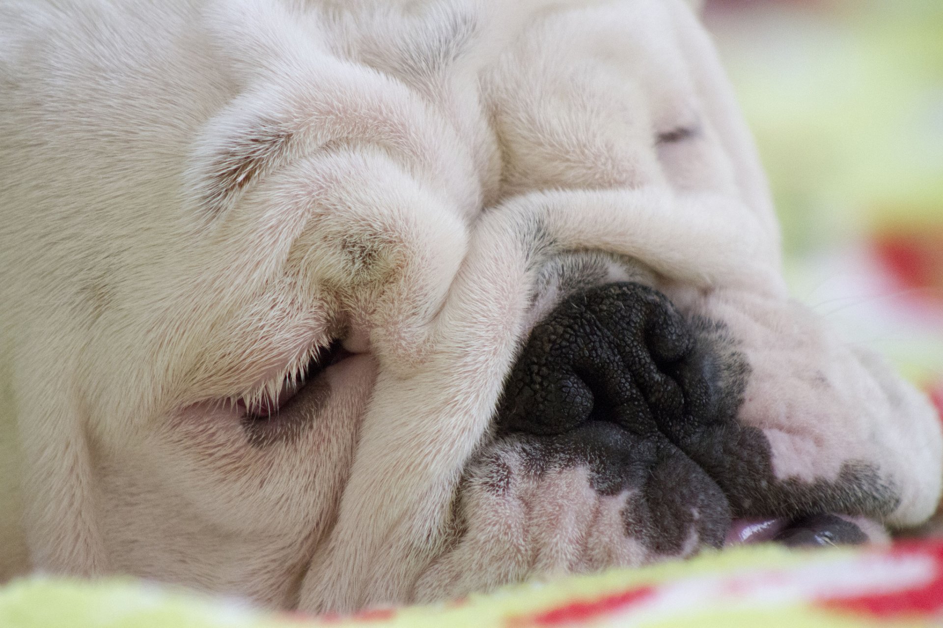 Download Animal Bulldog HD Wallpaper