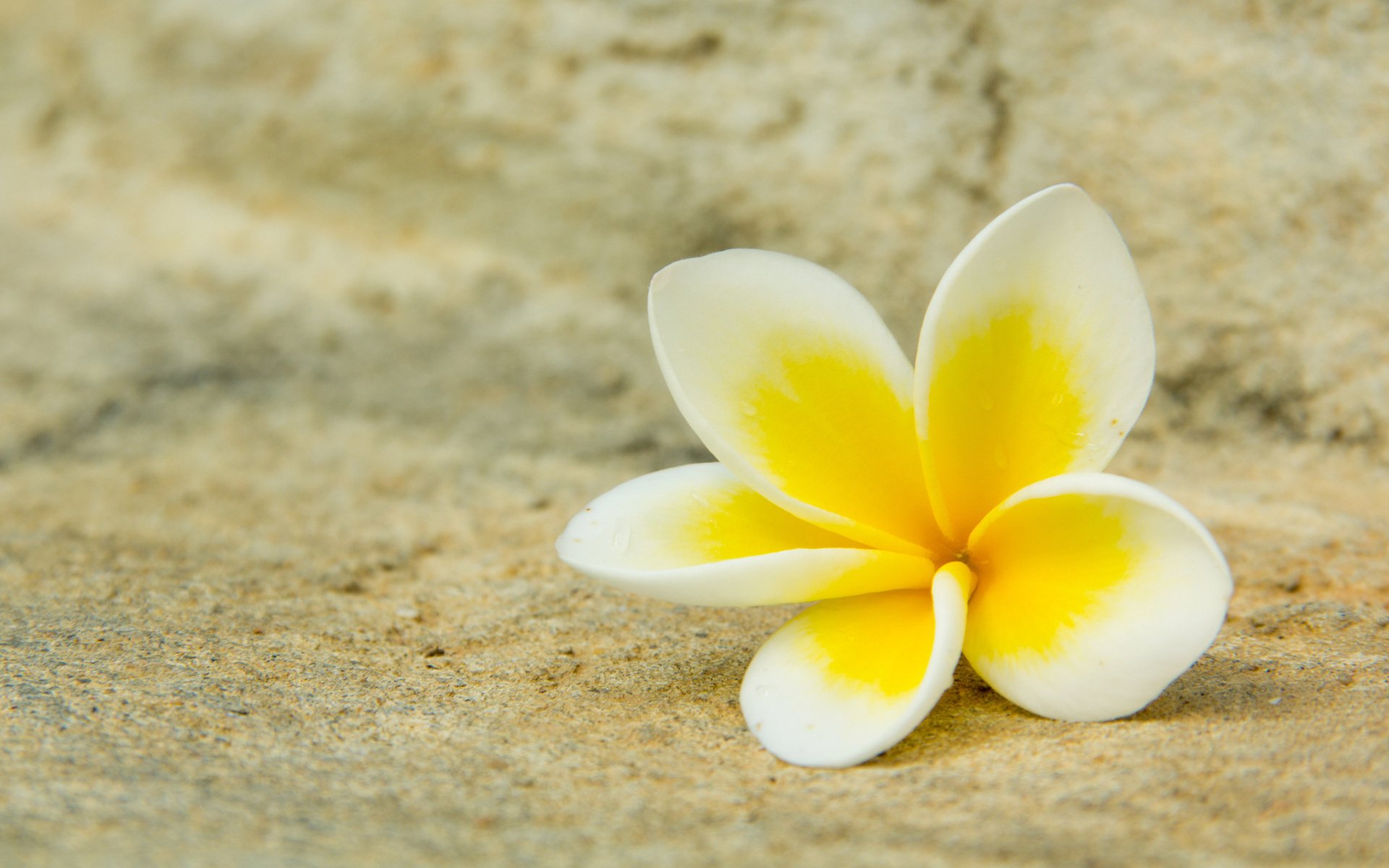 Download Flower Nature Frangipani HD Wallpaper