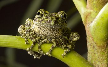 394 蛙高清壁纸 桌面背景 Wallpaper Abyss 页面9