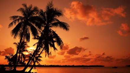 nature palm tree HD Desktop Wallpaper | Background Image