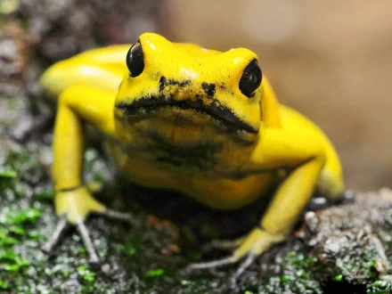 Animal golden poison frog HD Desktop Wallpaper | Background Image