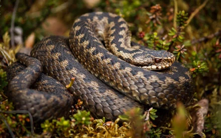 Coiled rattlesnake (animal) in mossy vegetation, 4K Ultra HD PC desktop wallpaper/background, detailed close-up.