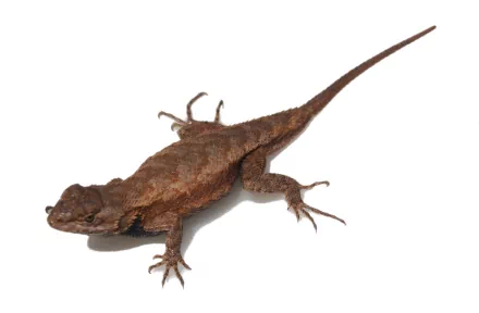 Animal eastern fence lizard HD Desktop Wallpaper | Background Image