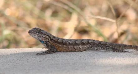 Animal western fence lizard HD Desktop Wallpaper | Background Image