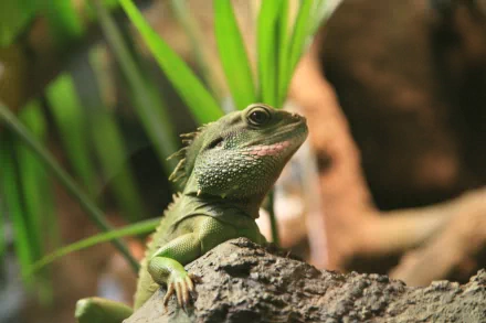 Animal iguana HD Desktop Wallpaper | Background Image