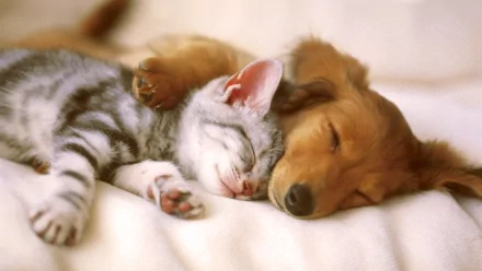 HD desktop wallpaper of a cat and dog peacefully sleeping together on a soft white blanket, creating a heartwarming and serene background.