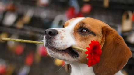 HD PC desktop wallpaper featuring a close-up of a beagle holding a red flower in its mouth, with a blurred background.