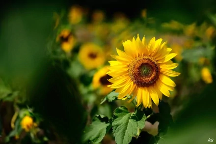 HD PC desktop wallpaper featuring a vibrant sunflower in full bloom surrounded by green foliage and additional sunflowers in the softly blurred background.