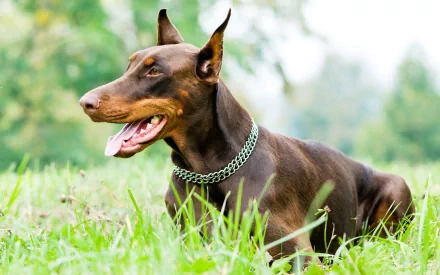 A majestic Doberman Pinscher lounging in lush green grass, showcasing its sleek coat and attentive expression, captured in high definition for a striking desktop wallpaper.