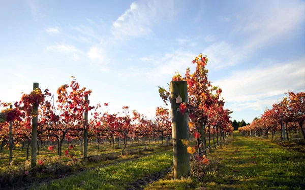 HD PC desktop wallpaper/background: man-made vineyard rows with autumn-red vines and green grass paths stretching under a bright blue sky.