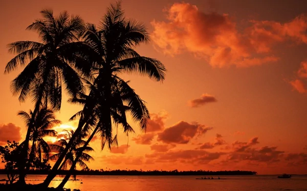 HD PC desktop wallpaper featuring silhouetted palm trees against a vibrant orange sunset sky over calm water, capturing the beauty of nature.