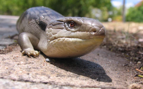 Animal Blue-Tongue Skink HD Desktop Wallpaper | Background Image