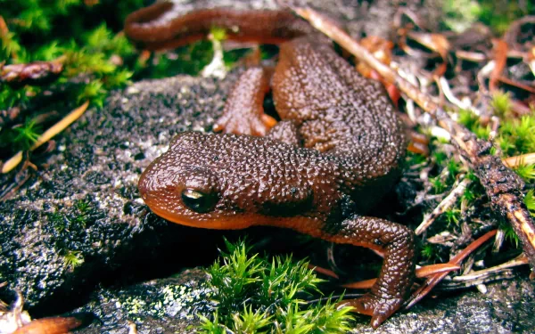 Animal newt HD Desktop Wallpaper | Background Image