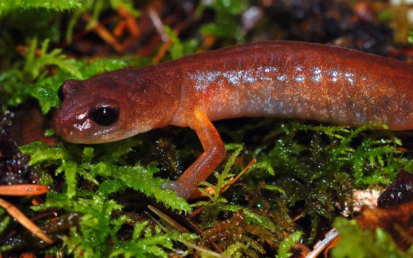Animal Newt Amphibians Salamanders HD Wallpaper | Background Image