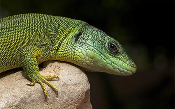 Animal green anole HD Desktop Wallpaper | Background Image
