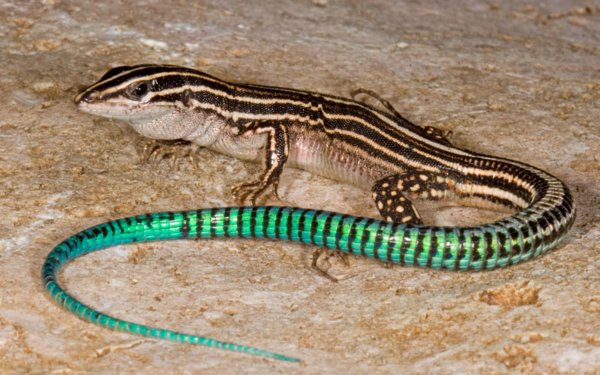 Animal Lizard Reptiles Lizards HD Wallpaper | Background Image